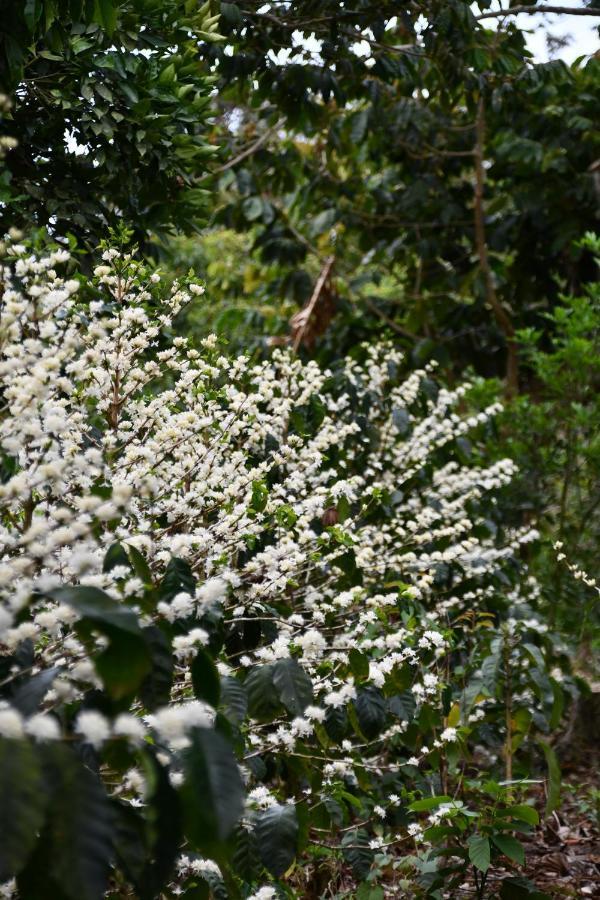 Batsu Ecolodge & Coffee Farm Сан-Рамон Экстерьер фото